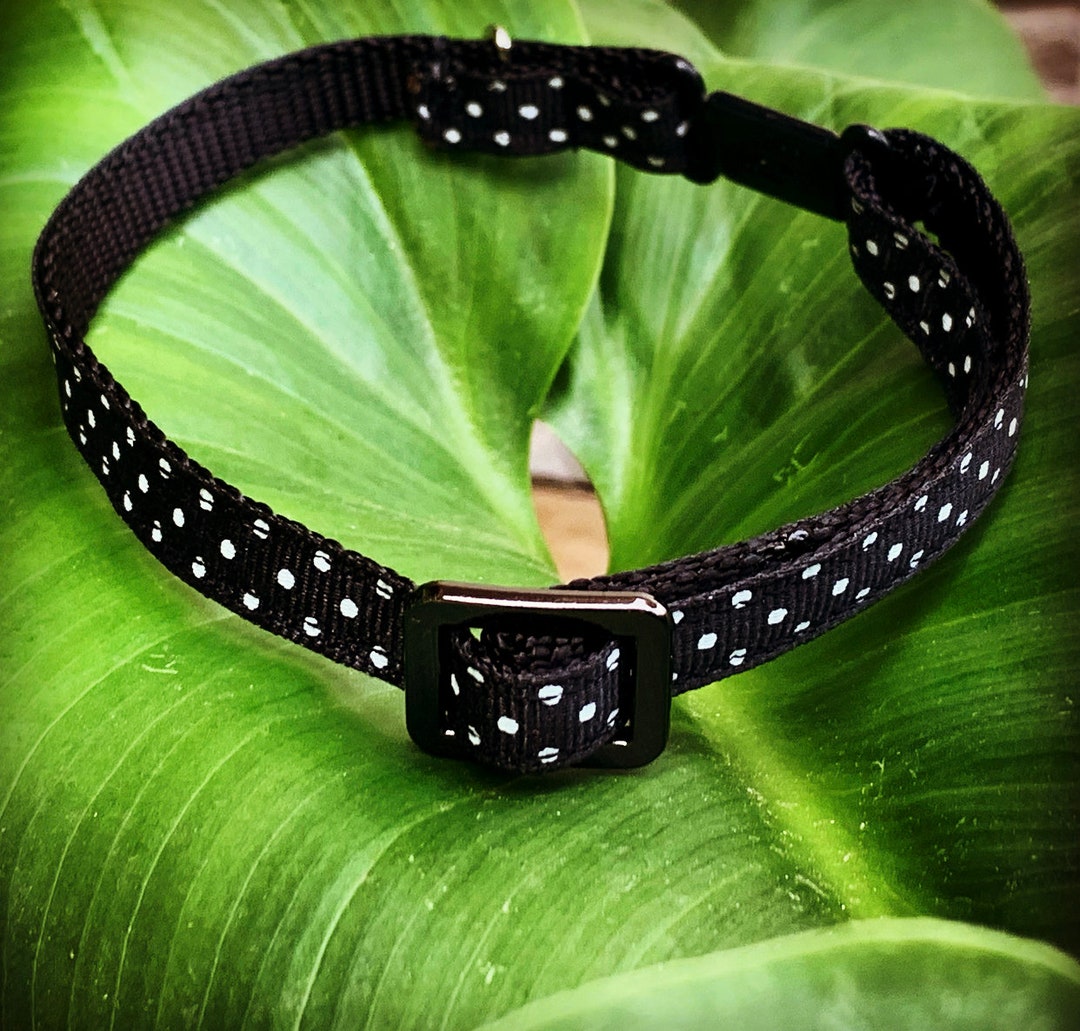 XS Dog Collar & 4' Leash Set White on Black Polka Dot Etsy UK