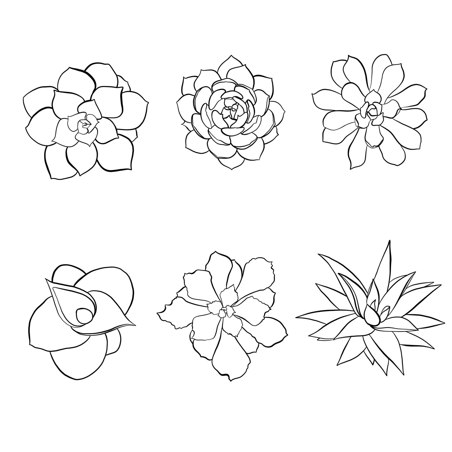 Succulent Plant Icons // Vector Art // Succulent Clip Art // | Etsy