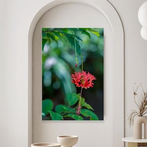 Hawaiian Hibiscus Flower Print, Tropical Red Lantern Bloom Photography, Botanical Nature Decor, Exotic Floral Fine Art Photo