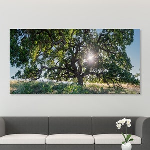 Oak Tree Panorama, California Landscape Photography Print, Mount Diablo Sunlit Field, East Bay Nature Wall Art, Tree Photo Decor for Home