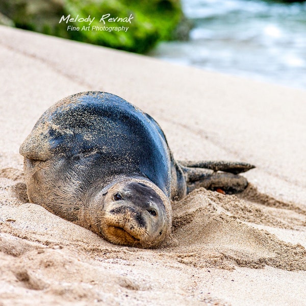 Hawaiian Monk Seal Print,  Sea Life  Metal Aluminum Wall Art, Seal Canvas Gallery Wrap, Sea Life Photography, Hawaii Print