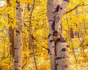 Aspen Tree Print,  Lake Tahoe Fall Landscape Photography, Nature Wall Art
