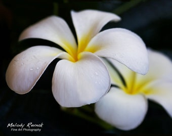 Plumeria Print, Tropical Flower Wall Art, White Flower Print, Hawaii Photography, Contemporary Wall Decor, Gift for Her