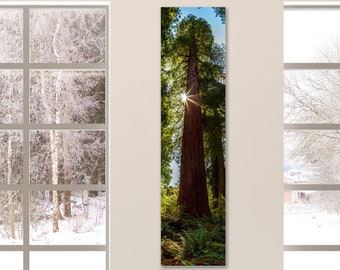 Redwood Tree Wall Art, California Forest Print, Nature Photography, Redwood National Park Photo