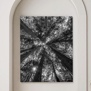 Redwood Fairy Ring Photo: Black and White Forest Canopy, Northern California Wall Art