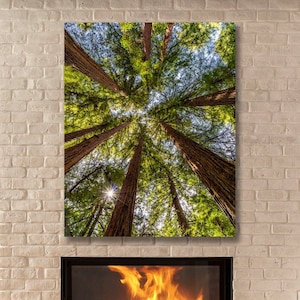 State Park Prints, Redwood Tree Ring Wall Art, Northern California Forest Print, Large Metal or Canvas Redwood Photography, Canopy Tree Art