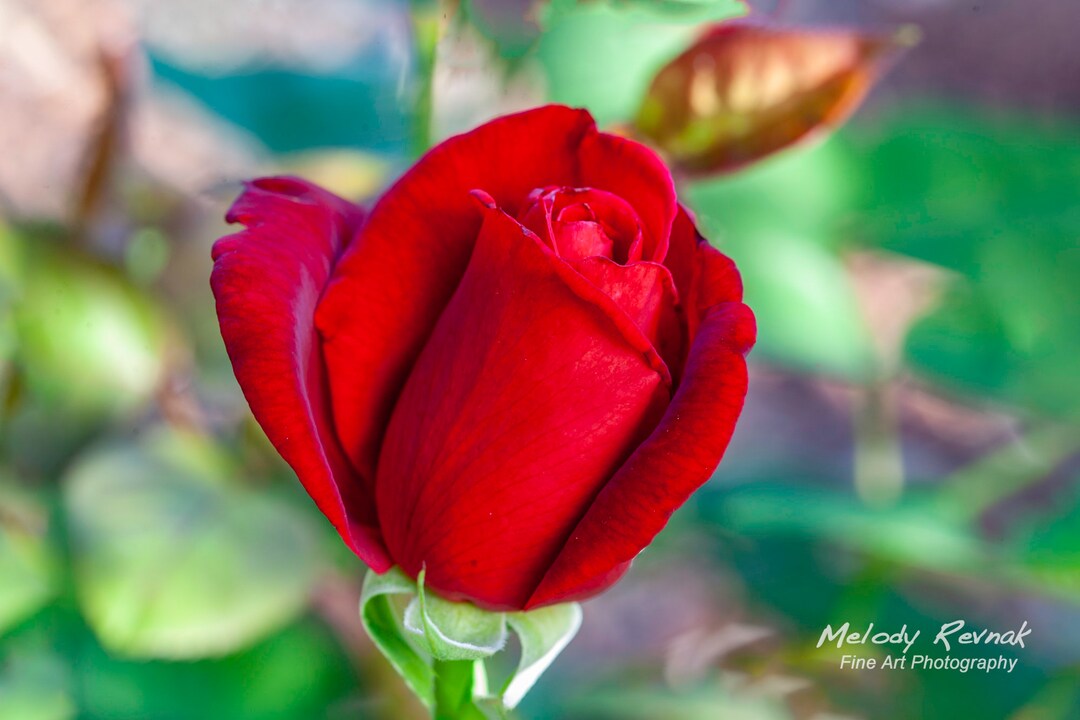 Red Rose Photography Print, Romantic Flower Wall Art, Love & Valentine ...
