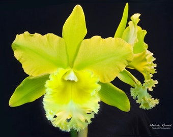 Green Orchid Photography: Metal or Canvas Wall Art