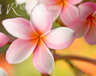 Pink Plumeria Print, Tropical Flower Wall Art, Hawaiian Flower Photography, Gift for Her, Metal Canvas or Photo Paper