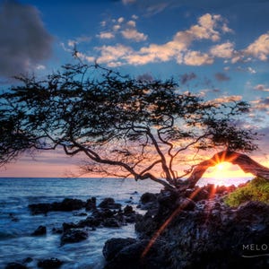 May include: A scenic landscape photograph of a sunset over the ocean. A tree frames the sun, with its branches silhouetted against the sky. The water is a deep blue, and the sky is filled with clouds.