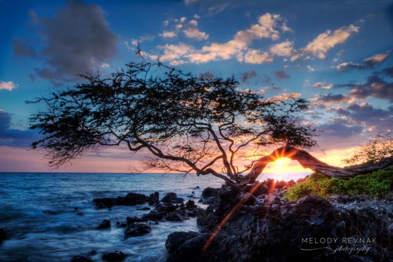 Hawaii Sunset Photo: Kiawe Tree, Lava Rock Beach - Big Island Art Print