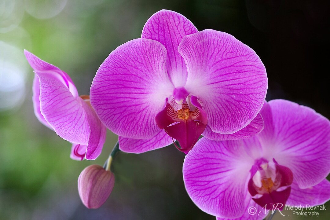 Purple Orchid Photography Print: Elegant Flower Wall Art Ireland
