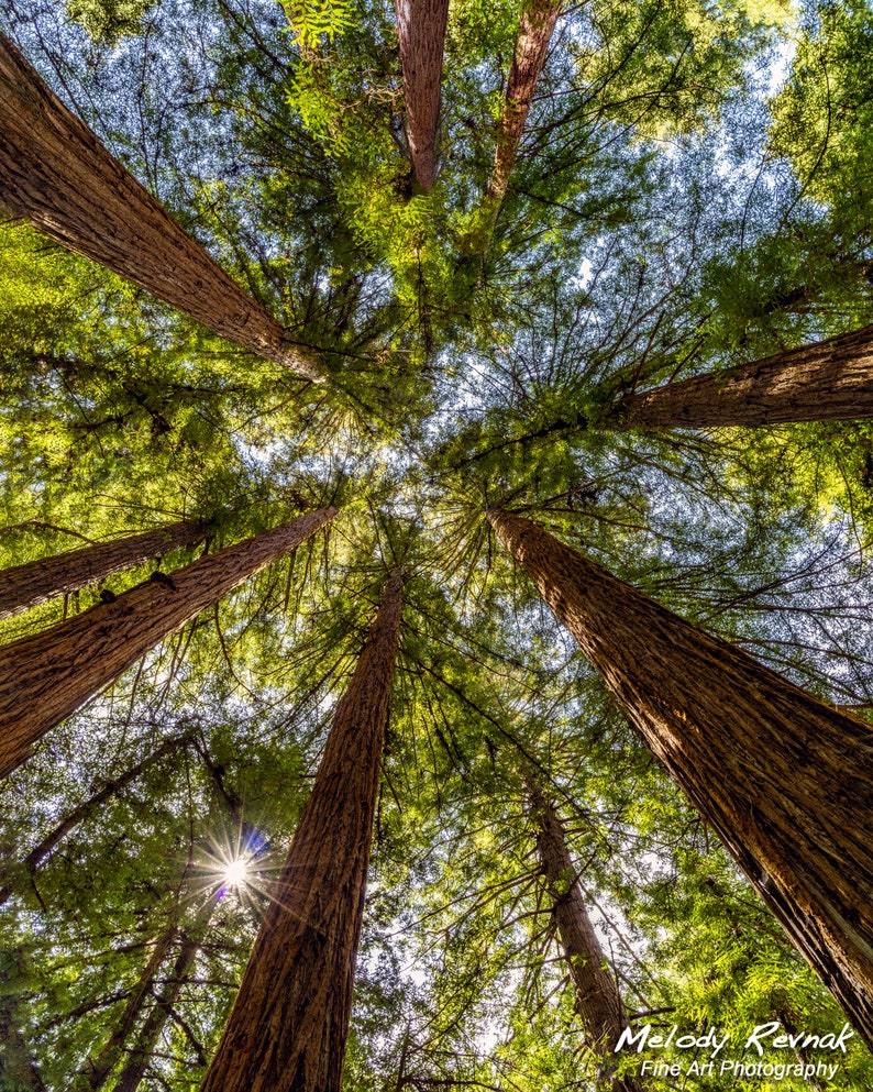 Redwood Fairy Ring Print Redwood Trees Wall Art Tree photo Etsy