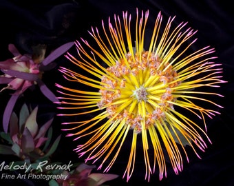 Protea Print, Tropical Flower Metal/Canvas Wall Art, Flower Photography, Yellow Purple Wall Art Decor