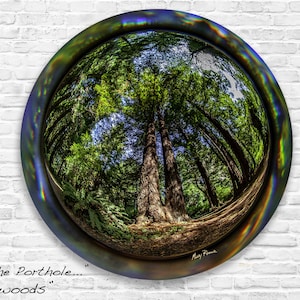 Redwood Forest Fisheye Print: Circular Metal, National Park Photography