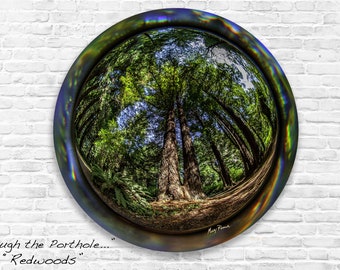 Redwood Tree Wall Art, Round Fisheye Nature Photo, Metal or Fine Art Print, National Park Decor, Ancient Giants Photography