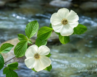 White Flower Wall Art – Dogwood Spring Blossom Photography Print, Floral Art, Nature Picture Decor