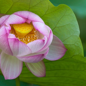 Lotus Print, Pink Flower Metal/Canvas Wall Art, Flower Photography, Open Lotus Photo
