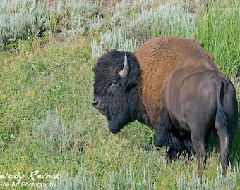 American Buffalo Print, Bison Wall Art from Yellowstone National Park