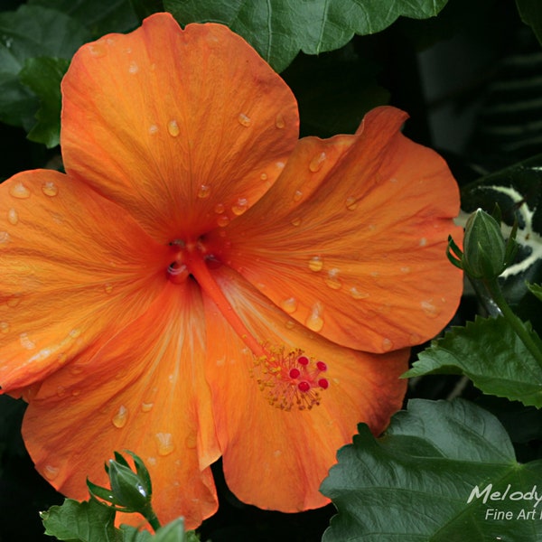 Hawaiian Hibiscus Print, Beautiful Orange Hibiscus, Flower Photography, Tropical Flower