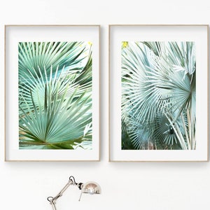 Silver leaves, Bismarckia, Instant downloadable files, Palm Tree, Tropical plants, Printable files, Wall art, Coastal decor, photography