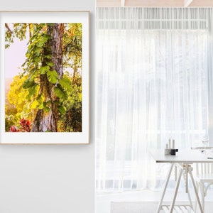 Instant downloadable wall art, photographic print, Devils Ivy climber in tropical setting, Golden Pothos plant printable photo.