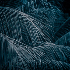 Hojas de palmera, arte de pared descargable instantánea, decoración de la pared, tropical, costera, plantas dramáticas, impresión digital, foto foto en blanco y negro foto