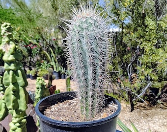 Mexican Giant Cardon Cactus, Pachycereus pringlei, Tall Columnar Cactus, Large Rooted Succulent plant 1.2 to 1.5 feet high