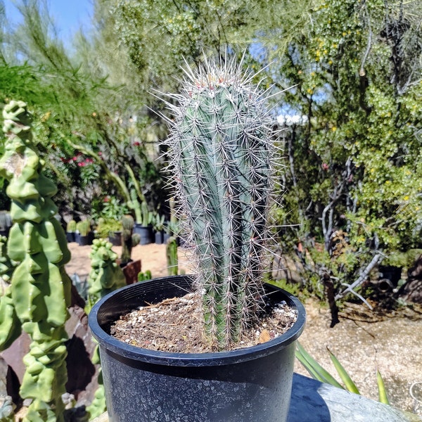 Mexican Giant Cardon Cactus, Pachycereus pringlei, Tall Columnar Cactus, Large Rooted Succulent plant 1.2 to 1.5 feet high
