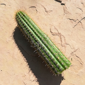 Big White Flowers! 4 Golden Torch Cactus Tip / Center Cuttings Echinopsis spachiana / Succulent