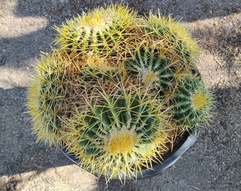 19" Clumping Golden Barrel Extra LARGE Cactus Succulent, Echinocactus grusonii, 19" across, Free Shipping