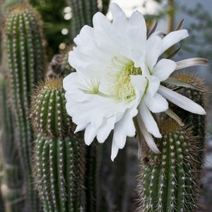 Big White Flowers! 4 Golden Torch Cactus Tall Cuttings Echinopsis spachiana / Succulent