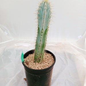 Blue Torch Cactus, Pilocereus Azureus, Columnar Cacti, Rooted Succulent, candle, 8 image 4