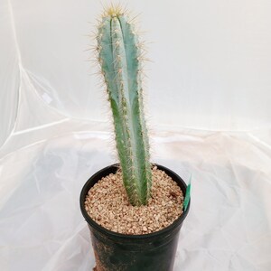 Blue Torch Cactus, Pilocereus Azureus, Columnar Cacti, Rooted Succulent, candle, 8 image 5