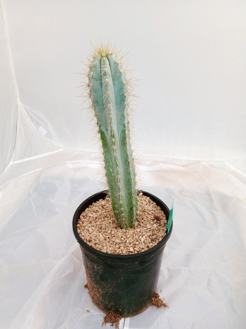 Blue Torch Cactus, Pilocereus Azureus, Columnar Cacti, Rooted Succulent, candle, 8 image 5