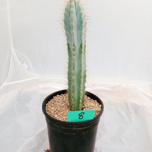 Blue Torch Cactus, Pilocereus Azureus, Columnar Cacti, Rooted Succulent, candle, 8 image 3