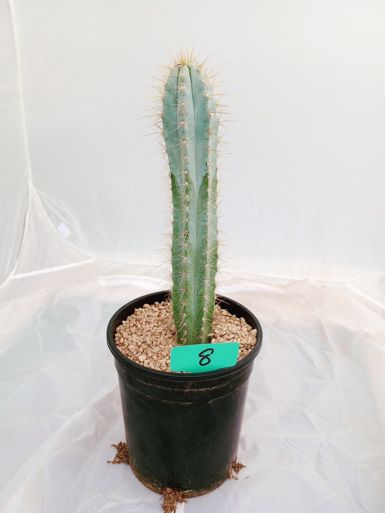 Blue Torch Cactus, Pilocereus Azureus, Columnar Cacti, Rooted Succulent, candle, 8 image 3