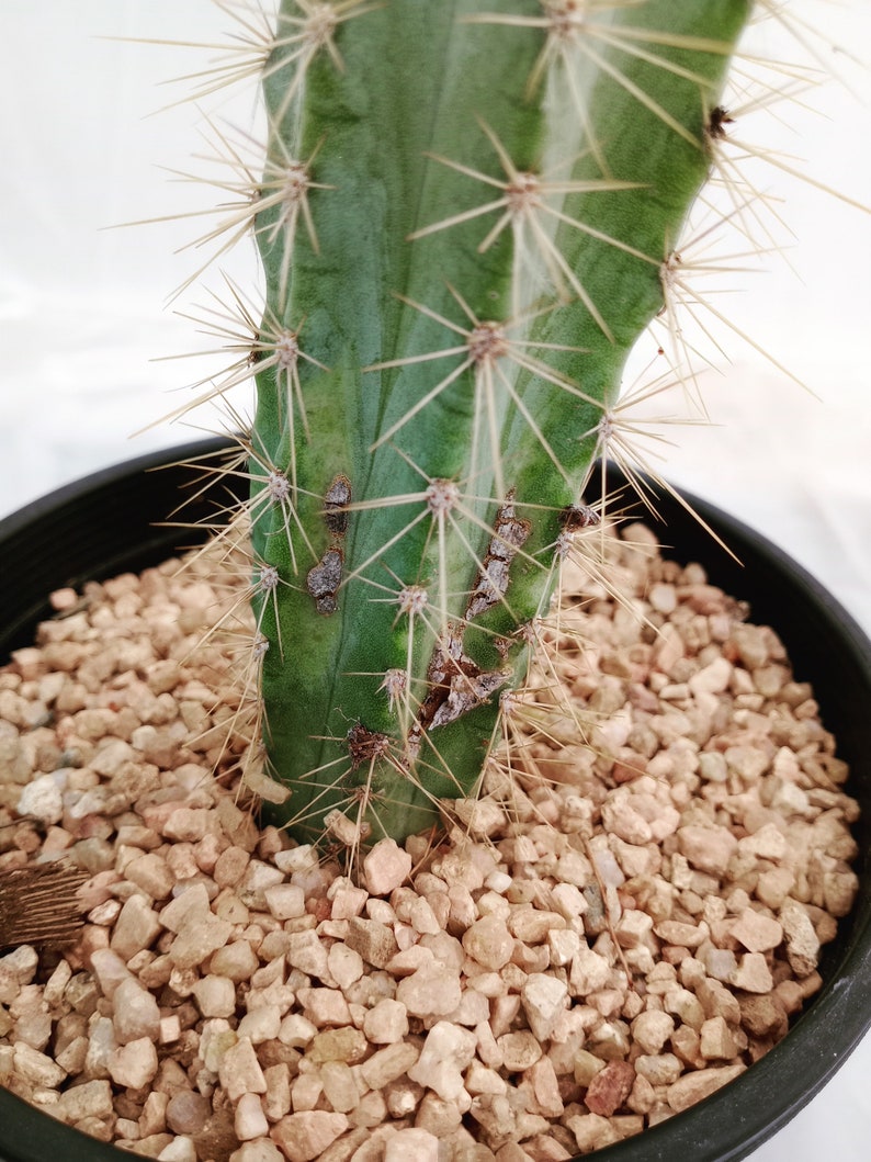 Blue Torch Cactus, Pilocereus Azureus, Columnar Cacti, Rooted Succulent, candle, 8 image 6