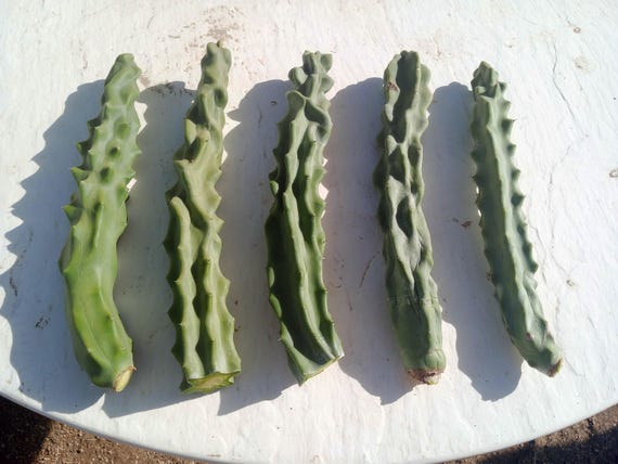 Spiral Totem Pole Cactus! Rare Lophocereus Schottii Monstrose Spiralis,  Twisted, Arizona Grown, Tall Cacti / Succulent, 12 Inch Cutting - Etsy