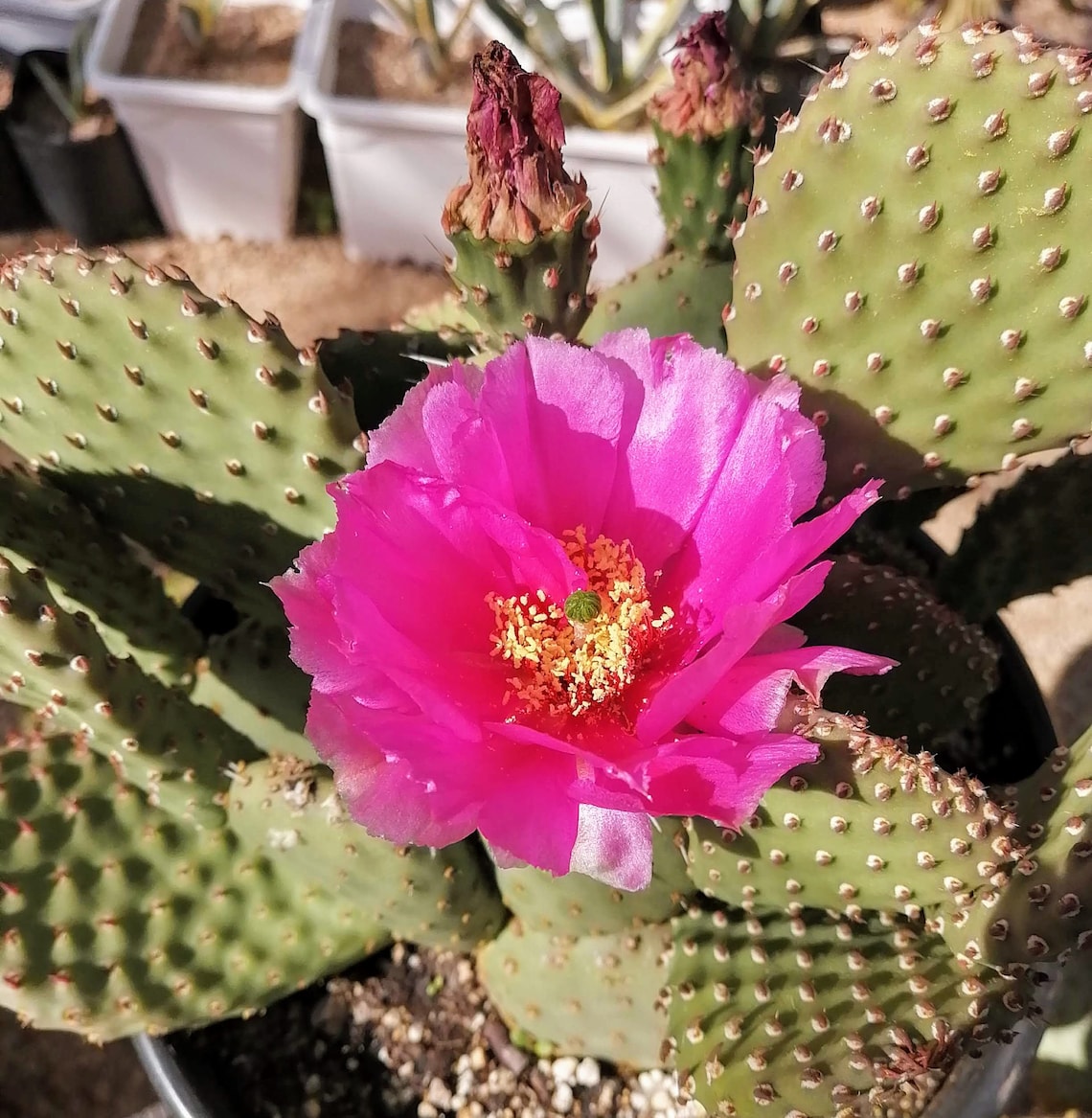 Prickly Pear Cactus Variety / Starter Pack 5 Pads Edible Etsy