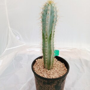 Blue Torch Cactus, Pilocereus Azureus, Columnar Cacti, Rooted Succulent, candle, 8 image 7