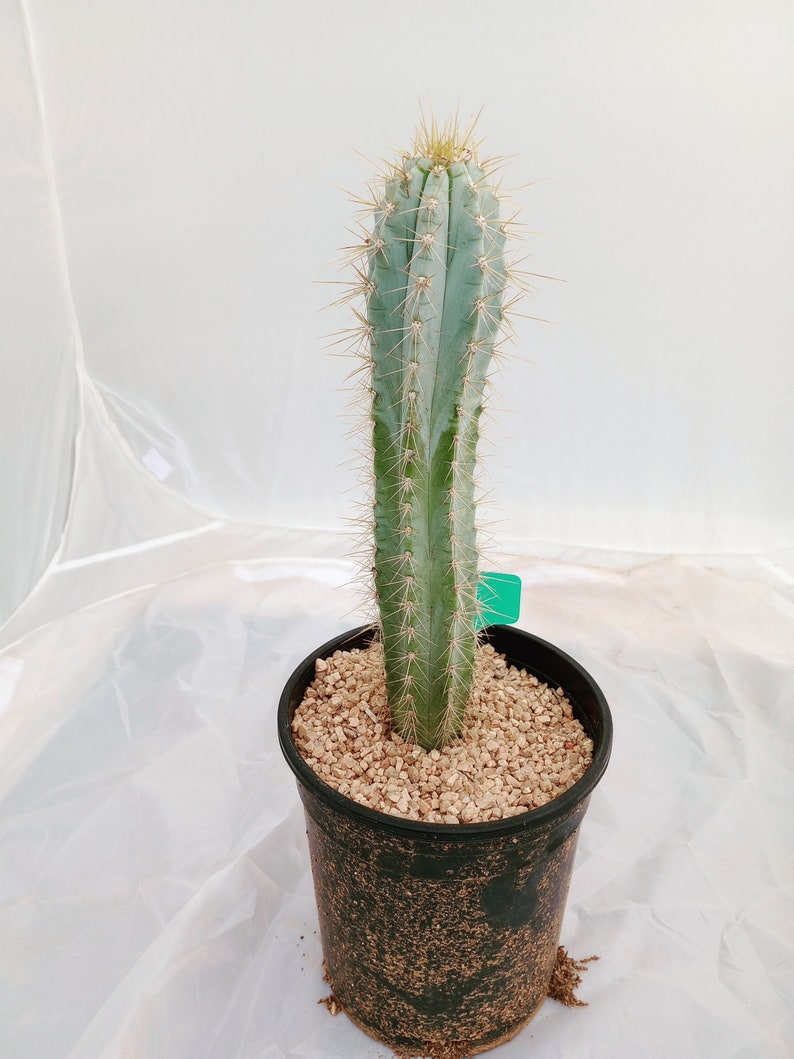Blue Torch Cactus, Pilocereus Azureus, Columnar Cacti, Rooted Succulent, candle, 8 image 7