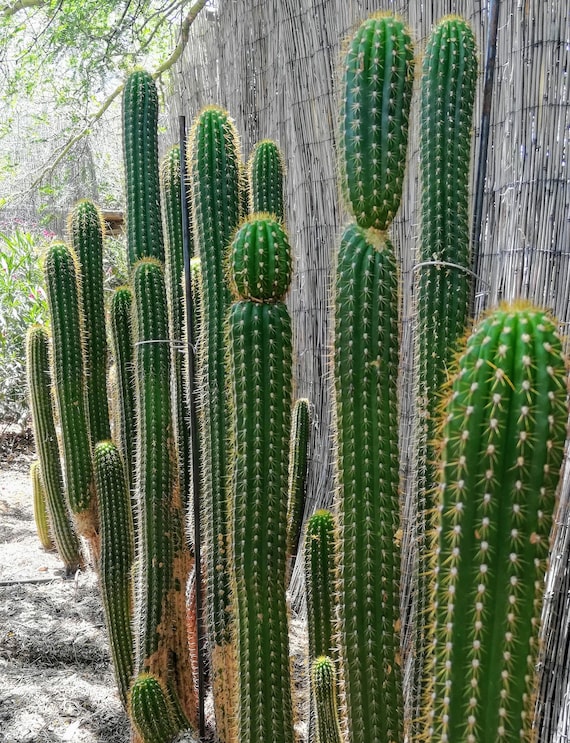 Big White Flowers 4 Golden Torch Cactus Tall Cuttings Etsy