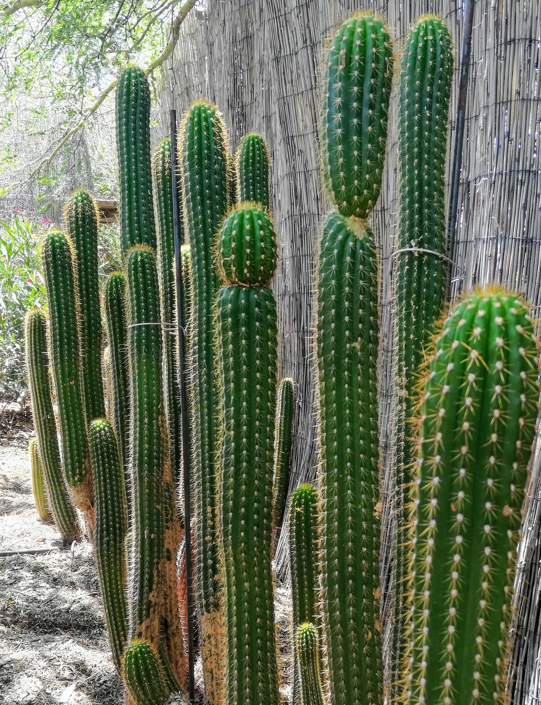 Big White Flowers! 4 Golden Torch Cactus Tall Cuttings Echinopsis