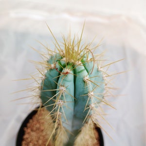 Blue Torch Cactus, Pilocereus Azureus, Columnar Cacti, Rooted Succulent, candle, 8 image 1