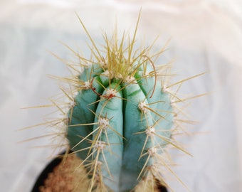 Blue Torch Cactus, Pilocereus Azureus, Columnar Cacti, Rooted Succulent, candle, #8