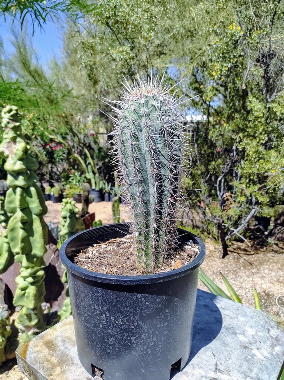 Cactus Gigante Mexicano Pachycereus pringlei Cactus - Etsy España