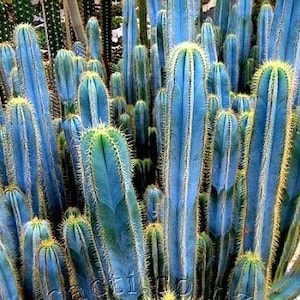 Blue Torch Cactus, Pilocereus Azureus, Columnar Cacti, Rooted Succulent, candle, 8 image 2