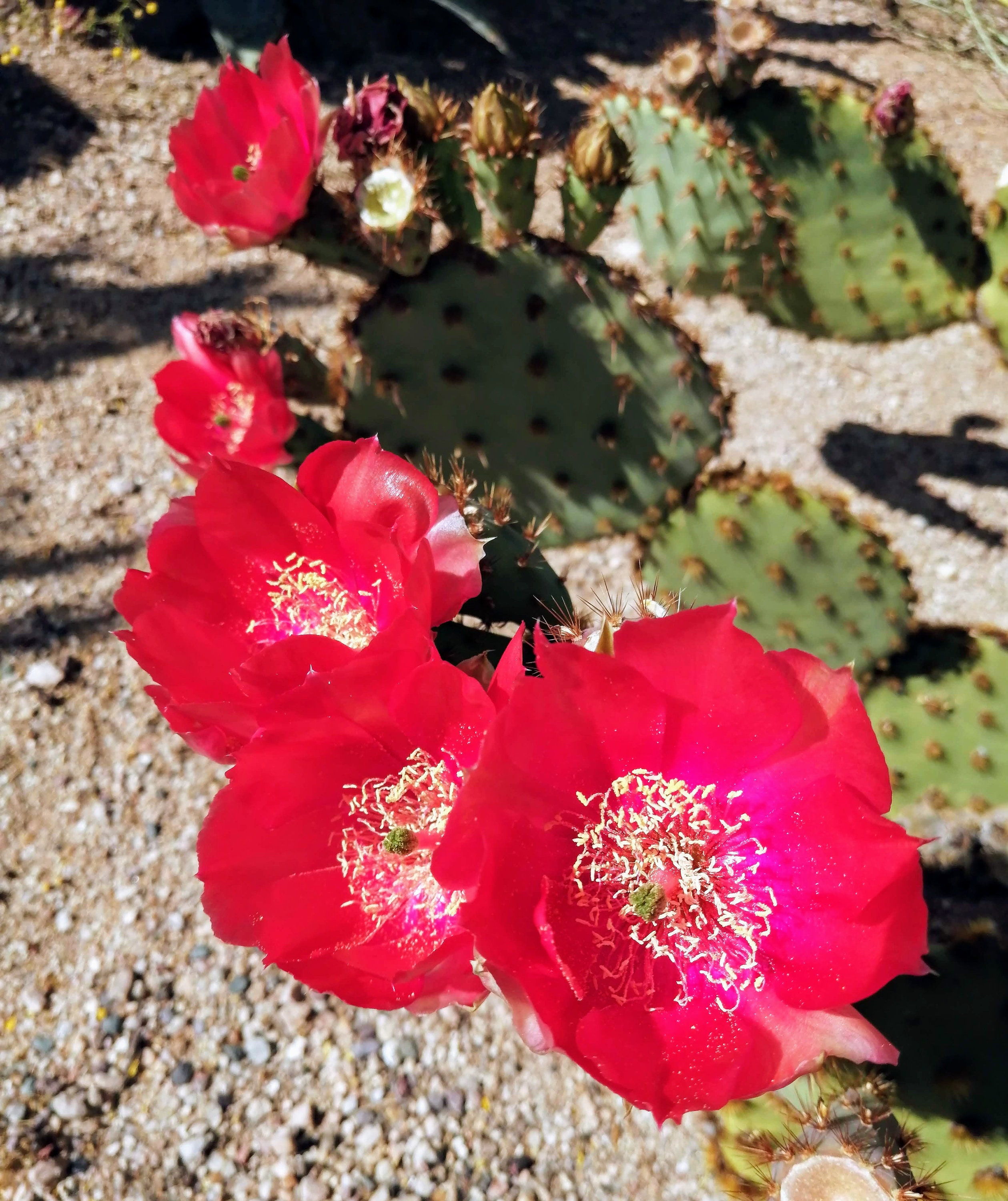 Prickly Pear Cactus Variety / Starter Pack 5 Pads Edible Etsy