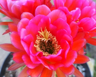 Pink Flowers! "Glorious" Blooming Torch Cactus Echinopsis / Trichocereus Hybrid / Succulent, Arizona Grown 6